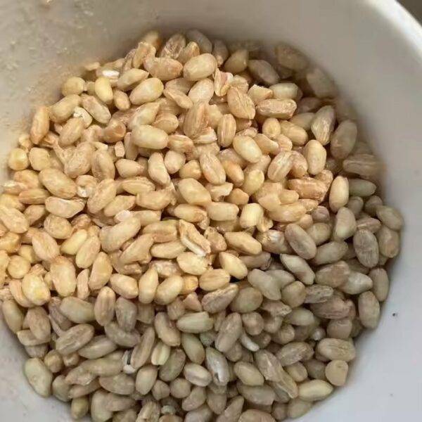 ⁦يتم استخدام مقشر الأرز الصغير لتقشير وتجهيز الذرة والقمح والأرز.⁩ - الصورة ⁦2⁩